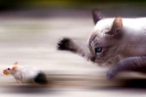 L'utilità dei gatti nella lotta contro i topi - Immagine tratta dal web