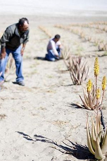 Coltivazioni di Aloe vera nel deserto di Atacama, Cile - Credit Neil Hall - Immagine utilizzata per uso di critica o di discussione ex articolo 70 comma 1 della legge 22 aprile 1941 n. 633, fonte Internet