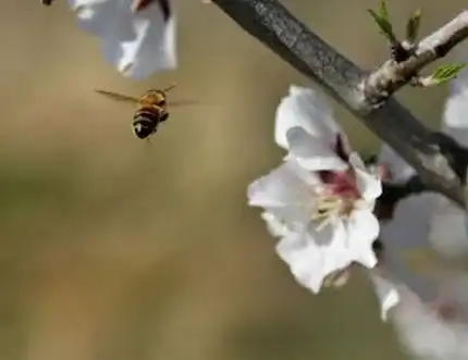 Un'ape nella terza e ultima fase della sua esistenza, alla ricerca di nettare.