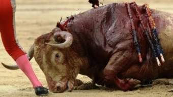 La morte de toro in tutta la sua violenza - Immagine utilizzata per uso di critica o di discussione ex articolo 70 comma 1 della legge 22 aprile 1941 n. 633, fonte Internet