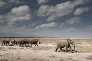 Branco di elefanti - Immagine courtesy di African Wild Foundation