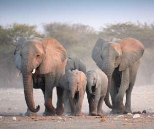 Elefanti adulti con cuccioli - Immagine courtesy di African Wild Foundation