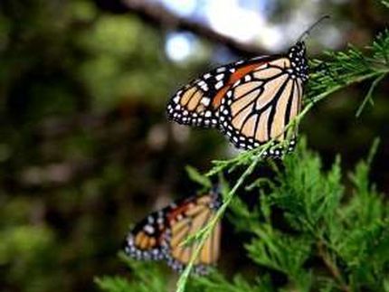 Farfalla monarca (Danaus plexippus) Farfalla monarca (Danaus plexippus)