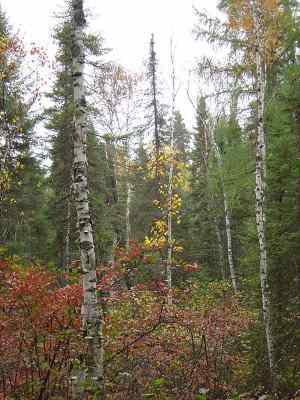 Foresta boreale canadese, immagine rilasciata sotto licenza Creative Commons Attribuzione-Condividi allo stesso modo 2.5 Generico, fonte Wikimedia Commons, utente Xaphan9966