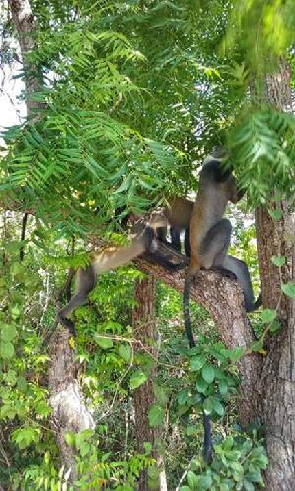 L'uomo rischia di causare la sesta estinzione di massa. Entro il 2020 due terzi di animali e vegetali scompariranno, immagine © Lory Cocconcelli