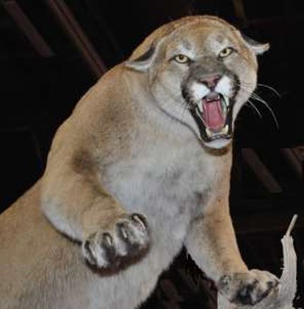 La ferocia del leone di montagna, chiamato anche puma o coguaro - Immagine sotto licenza Creative Commons Attribution 3.0 Unported, fonte Wikimedia Commons, utente Mike Searson La ferocia del leone di montagna, chiamato anche puma o coguaro - Immagine sotto licenza Creative Commons Attribution 3.0 Unported, fonte Wikimedia Commons, utente Mike Searson