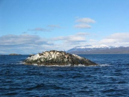 Leoni marini ammassati su una roccia nei pressi della costa cilena Leoni marini ammassati su una roccia nei pressi della costa cilena