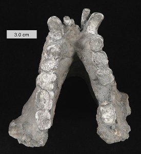 L'enorme mandibola del Gigantopithecus blaki, immagine disponibile sotto Creative Commons Attribution-Share Alike 3.0 Unported, © utente Wilson44691, fonte Wikimedia Commons