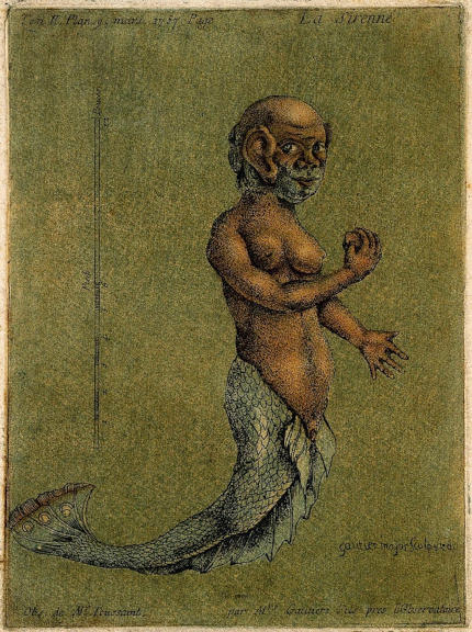 La sirena di Gautier - Immagine in pubblico dominio, fonte Wellcome collection